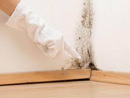 Best Commercial Mold Inspection  in Whitehouse, OH